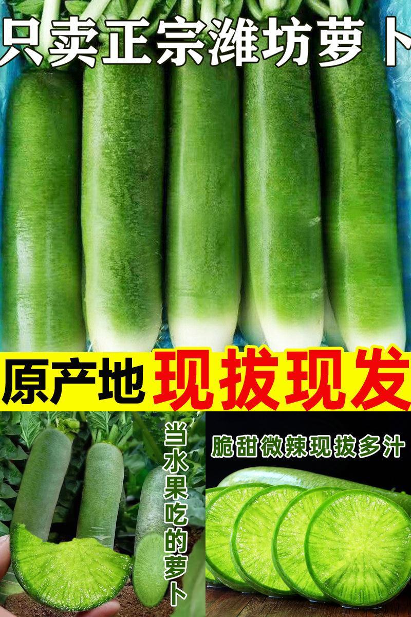 正宗潍坊水果萝卜现拔生吃顺丰