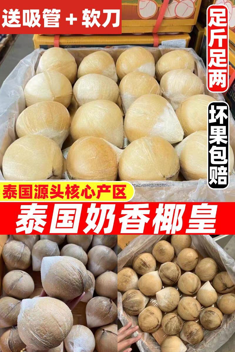 泰国进口小奶椰皇椰青煲鸡汤香水老椰子孕妇当季时令新鲜水果包邮