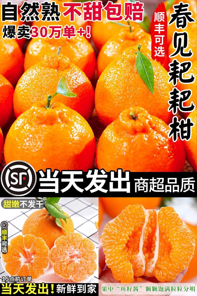 【顺丰当天发】正宗春见耙耙柑