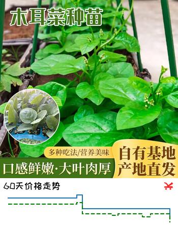 萌肉居蔬菜苗大叶木耳菜秧苗圆叶盆栽地栽叶菜苗木耳菜苗10棵源头直发