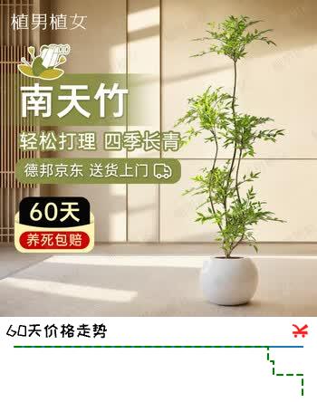 植男植女精品南天竹室内办公室大型绿植盆栽客厅造景真树四季常青源头直发