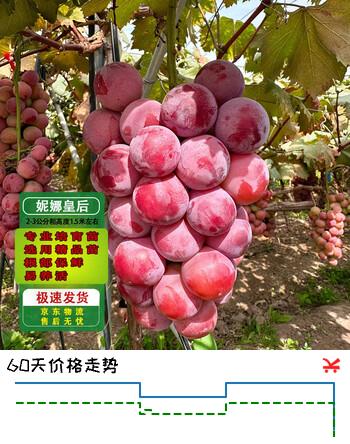 通沭葡萄苗果树苗盆栽树苗庭院阳台种植妮娜皇后0.5-1厘米源头直发