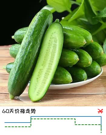 京鲜生山东精品嫩水果黄瓜 净1.6斤单果70g左右 水嫩精选幼瓜 源头直发