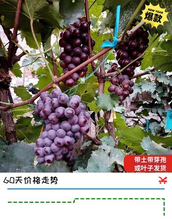 尔澜 巨峰葡萄树苗包结果庭院阳台盆栽地栽果树苗葡萄苗苗木源头直发