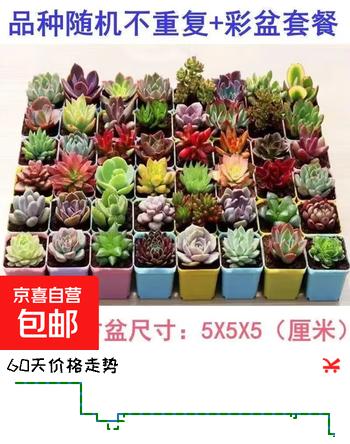 【5折】精品多肉植物组合盆栽办公室内桌面绿植花卉盆栽仙人掌仙人球多肉 精选随机1颗多肉 1个塑料彩盘 土https://u.jd.com/U6CT3wN----普遍有货 | 下19件最优到手单价：5.1 -> 【2.67】