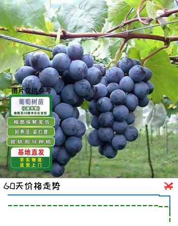 滨淇葡萄树苗巨峰葡萄果树苗盆地栽南北方种植巨峰2厘米粗1棵源头直发