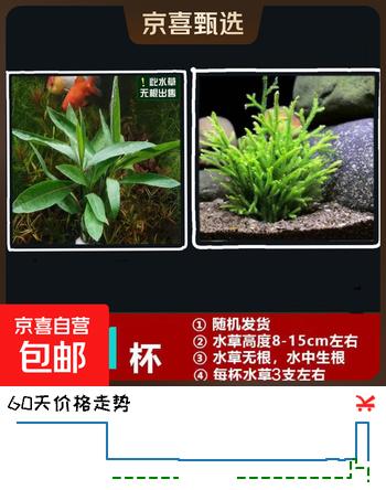鱼缸懒人水草植物淡水有茎草缸造景水族箱中后景水族套餐包邮 随机一杯吸盘杯 无根发货