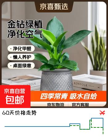 【3折】特价大叶金钻绿公主盆栽植物除甲醛绿植办公室四季常青室内摆放2 【1盆】金钻 灰繁星吸水盆 含盆高度15-20厘米https://u.jd.com/91kK7F6----普遍有货 | 下1件最优到手单价：4.99 -> 【1.99】