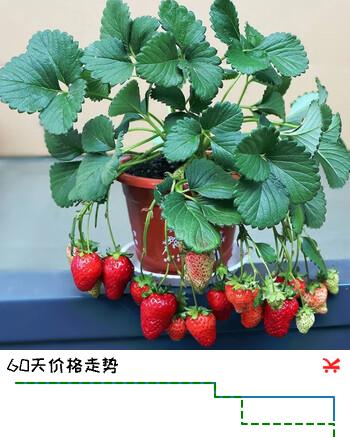 萌肉居四季种草莓苗多年生当年结果南北方种植/杯苗草莓苗15棵源头直发