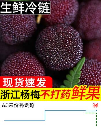 舌尖乡甜浙江东魁杨梅新鲜现摘高山黑炭梅当季时令水果仙居送礼多地次日达 新鲜杨梅 净果3斤 单果13-18g 甄选10年树精品果