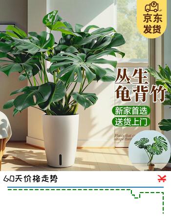 京东绿植老桩龟背竹大盆栽客厅室内大型植物大叶真绿植0.8-1m圆形源头直发