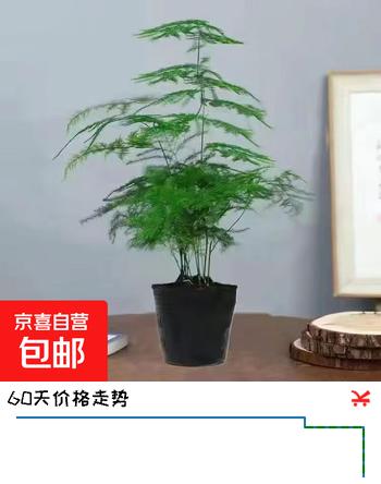 文竹盆栽绿植花卉盆景植物室内客厅水培文松云竹文竹大苗四季常青 文竹【1颗】原盆原土球发货 高度15-25cm