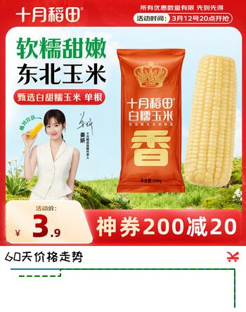 十月稻田 白甜糯玉米 1根 260g 东北鲜黏玉米棒 低脂早餐苞米