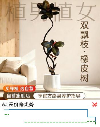 【9折】植男植女造型黑金刚橡皮树真大型盆栽客厅室内绿植1.4-1.6聚宝盆源头直发https://u.jd.com/F6IHUma----多半有货 | 下1件最优到手单价：149 -> 【136.87】