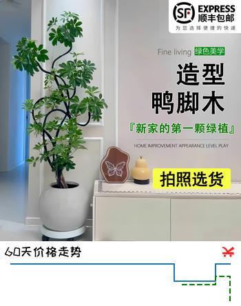 叹为观止大型植物发财树各种大颗盆栽开业乔迁客厅办公室内好养大型花卉 造型鸭脚木【1.5-1.7米】 含盆