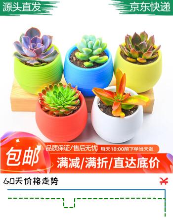 急兔多肉植物套装多肉植物绿植盆栽5个肉5个塑料石丸盆土源头直发