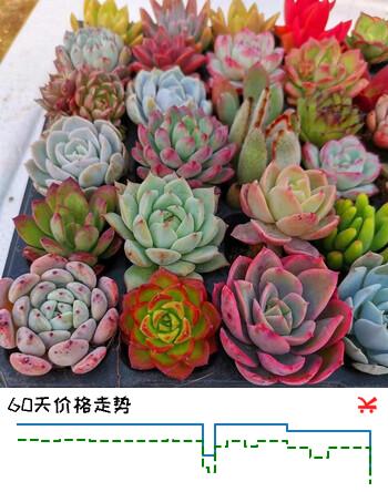 萌肉居多肉植物桌面盆栽绿植DIY花卉多肉裸根随机多肉10棵源头直发
