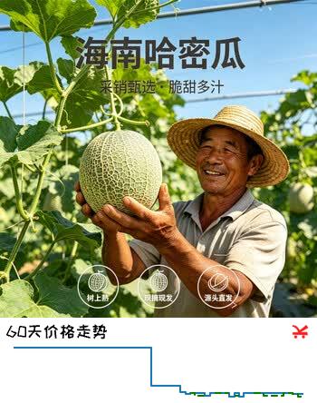 京觅海南西州蜜晓蜜25号哈密瓜净重4.5-5斤单果2.3斤水果源头直发