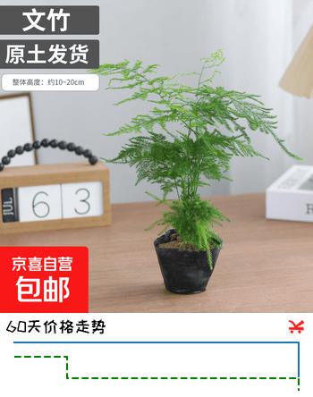 文竹盆栽绿植花卉盆景植物室内客厅水培文松云竹文竹大苗四季常青 文竹1盆【高15-20厘米】