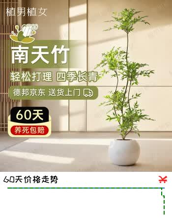 植男植女精品南天竹室内办公室大型绿植盆栽客厅造景真树四季常青源头直发