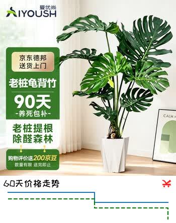 【7折】爱优尚龟背竹盆栽客厅室内办公室大型绿植盆景净化空气吸甲醛源头直发https://u.jd.com/krrLsap----多半有货 | 下2件最优到手单价：142.2 -> 【108】