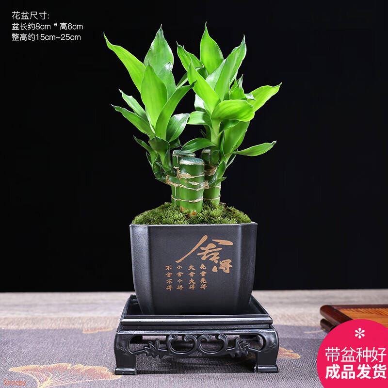 幼薇文竹盆栽室内绿植好养桌面古风艺术小盆景桌面茶几办公摆件装饰 富贵竹丛林+四方舍得PVC+方底盘 带盆栽好