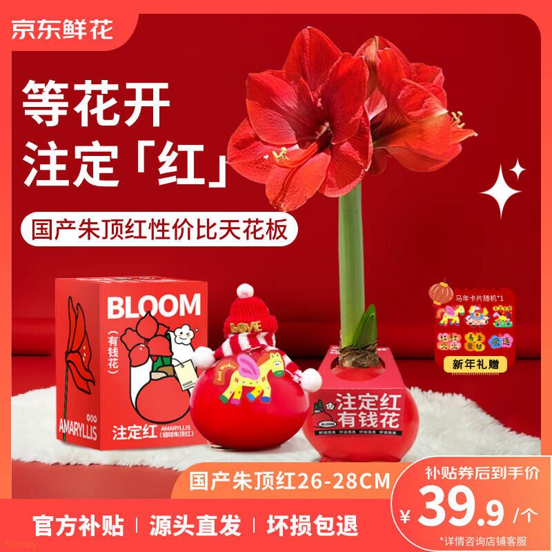 京东鲜花直播有钱花朱顶红礼盒蜡球周长26-28cm年宵礼物源头直发