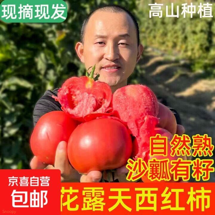 2.99普罗旺斯沙瓤大番茄2斤https://u.jd.com/4OHg6c0  