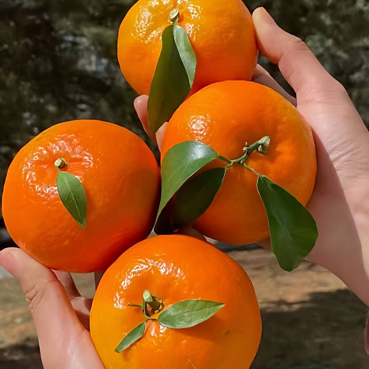 广西武鸣沃柑产地现摘现发