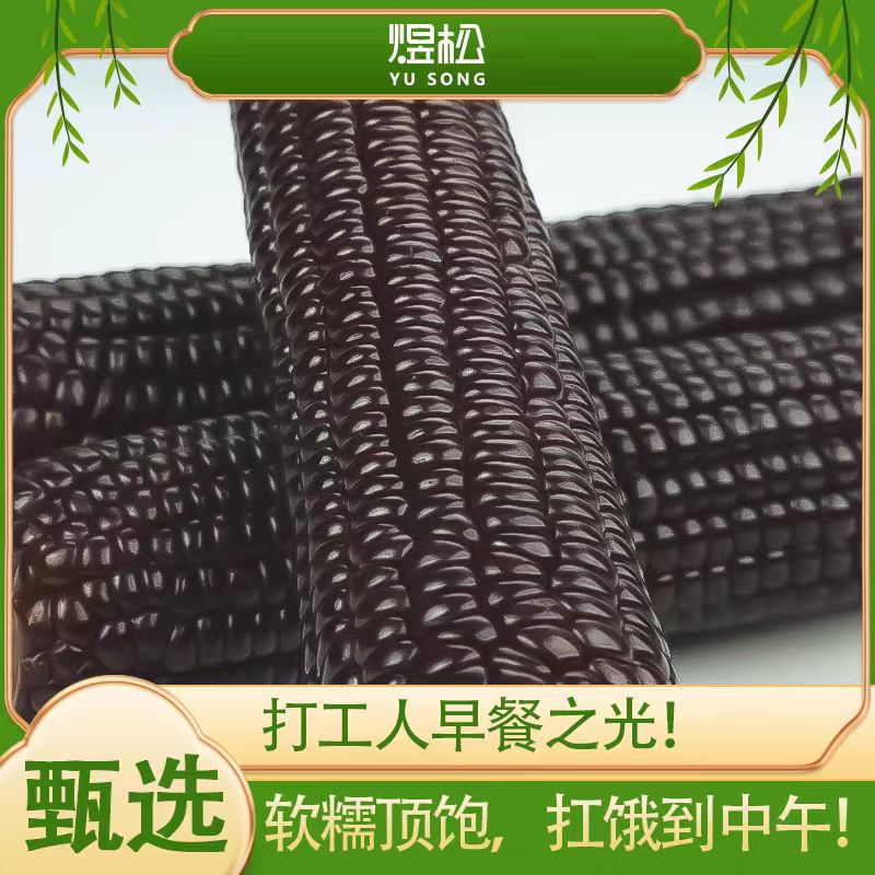 东北黑糯玉米棒新鲜采摘
