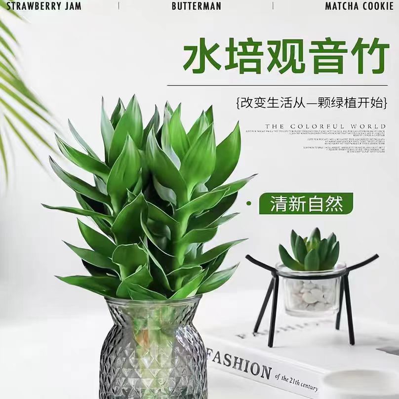 富贵竹带根水培绿植净化空气