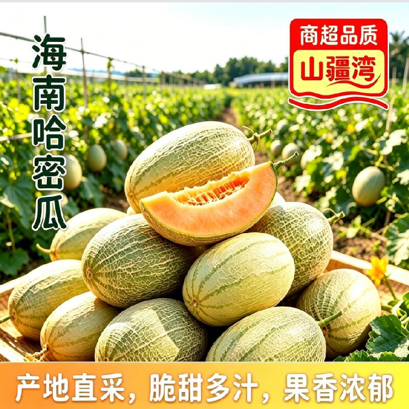 山疆湾精品海南哈密瓜8.5斤净重网文瓜产地直采现发mf