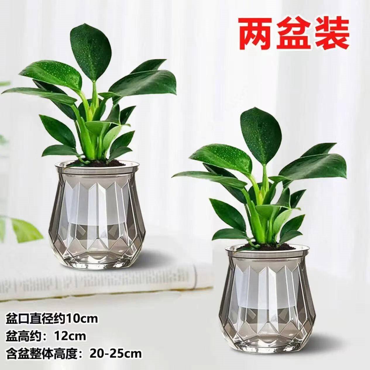 爱琴湾金钻绿植物公主甲醛盆栽室内办公室四季常青净化空气客厅花卉 热销：【买一送一】2个灰多边钻石吸水盆+2份吸毒王 整体高度20-25/单株绿公主